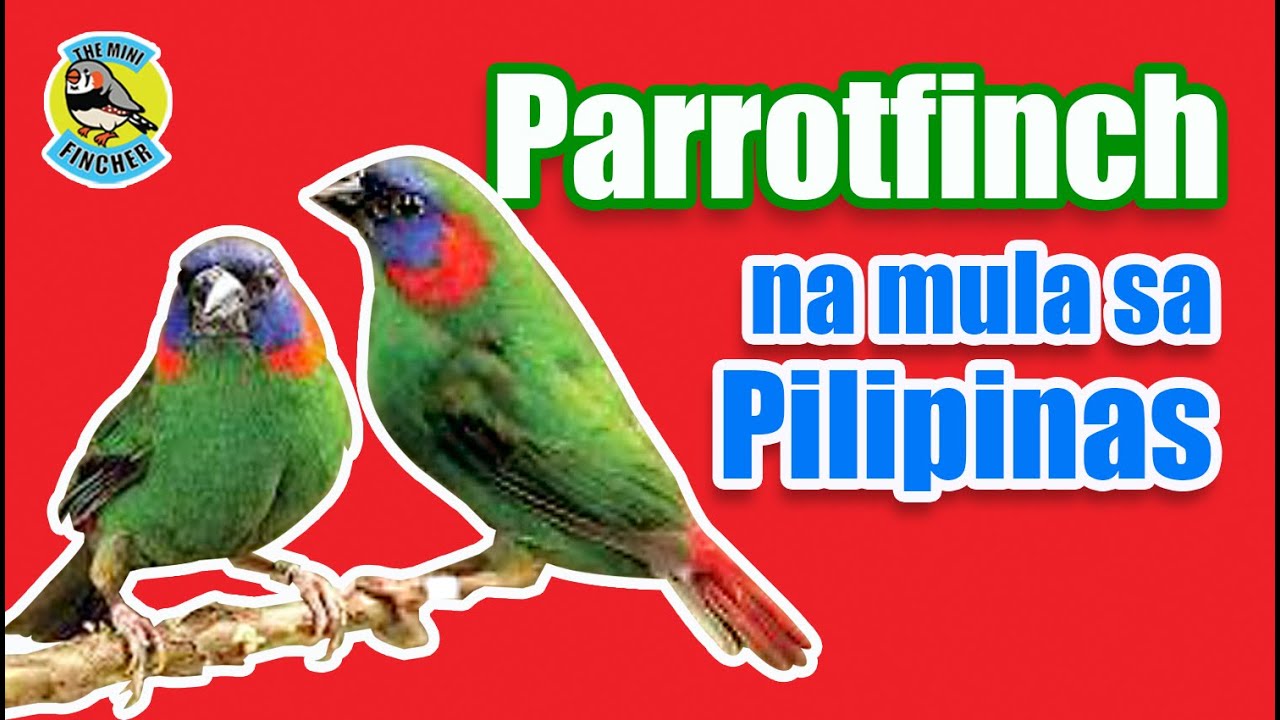 Ep.45: Parrotfinches from the Philippines and other countries
