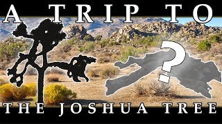 A Trip to The Joshua Tree [4K]
