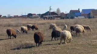 Эдильбаевские овцы, продолжают приводить ягнят.