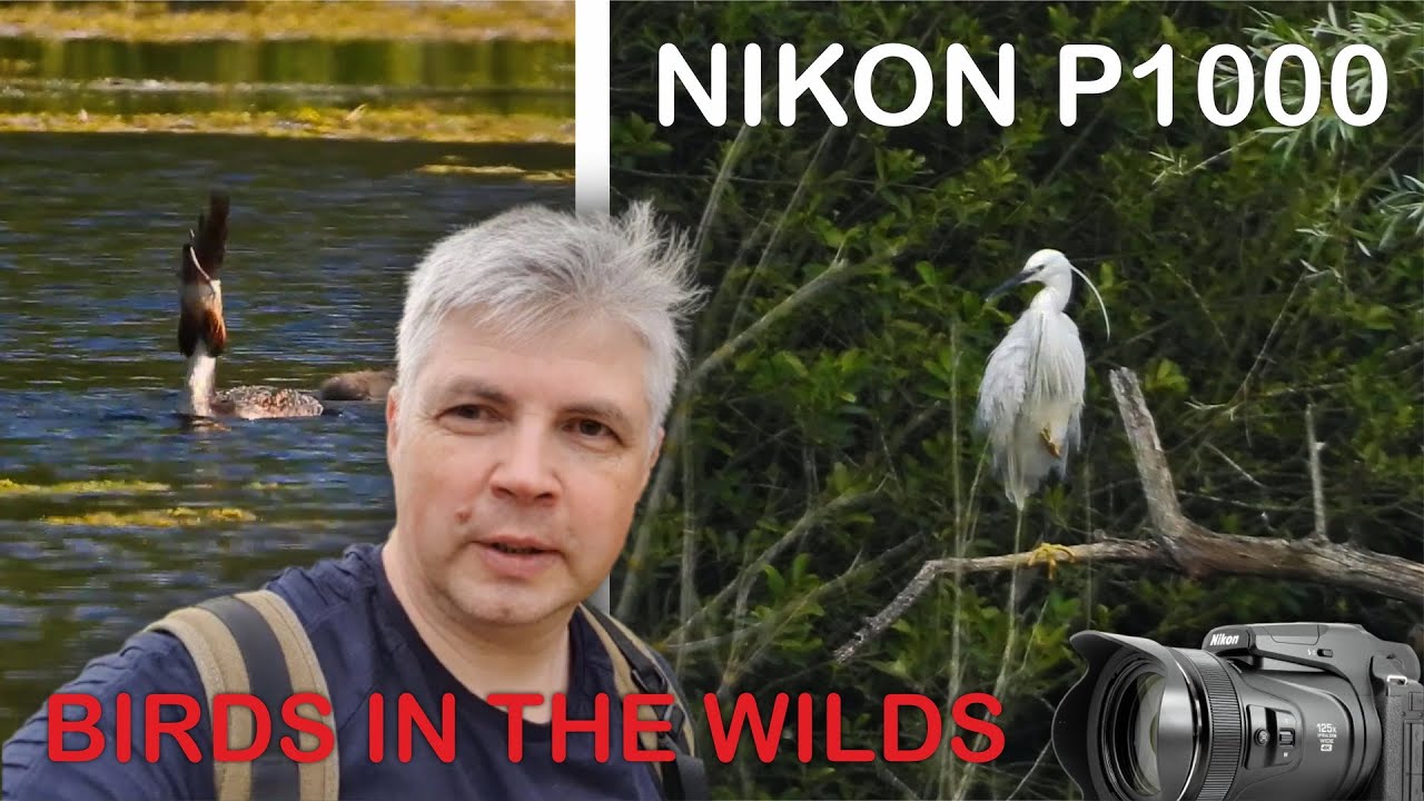 Walk in the park by the pond. Bird watching in the wild. Camera NIKON