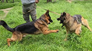 Meeting of German shepherds Alf and Palma. The dogs quarreled a bit. The date was a success.