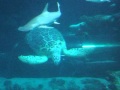 green aquarium turtle