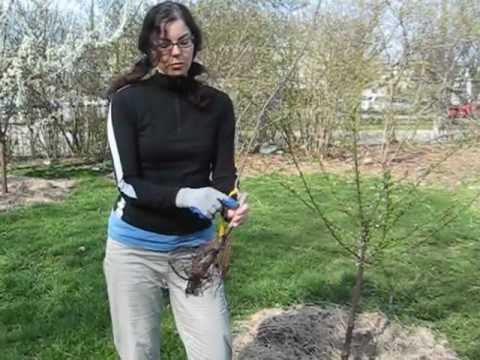 Fruit Trees 101: What is a Whip?