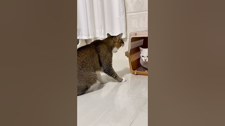 猫的嫉妒心不容小觑脾气不好性子傲 傻猫的日常