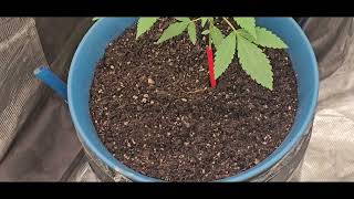 Pheno  Hunt  week 5