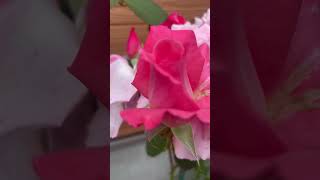 Rose Garden (fragrance roses)