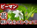 【ピーマン栽培】花が咲いたらコレやって!!成長スピードがあがる4つの作業を紹介!!