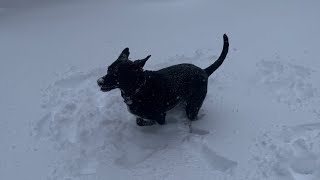 Mazy loves the snow. (I hate it!)