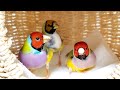 【お家でピクニック】人慣れしていないコキンチョウを放鳥しみんなでお家でピクニックしました　オカメ　セキセイ　コキンチョウ　　pinohana
