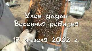 Улей дадан  Весенния ревизия  17 апреля 2022