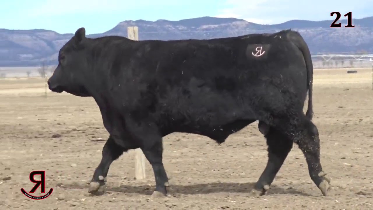 Reverse Rocking R Ranch Lot 21 - YouTube