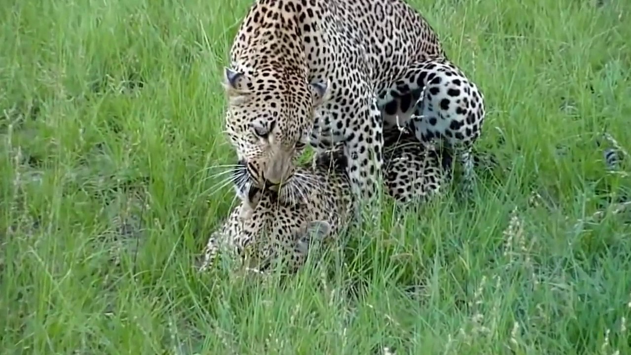 Leopards Mating Up Close And Hard For A Long Time 2016 Funny Animals Compilation Animal Videos