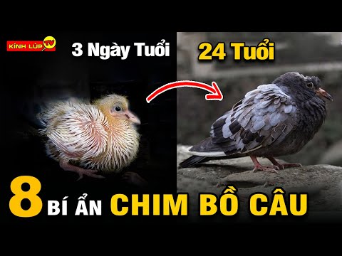 Video: Một số sự thật thú vị về chim moa