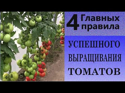 4 главных правила успешного выращивания томатов. Исключаем основные ошибки выращивания томатов
