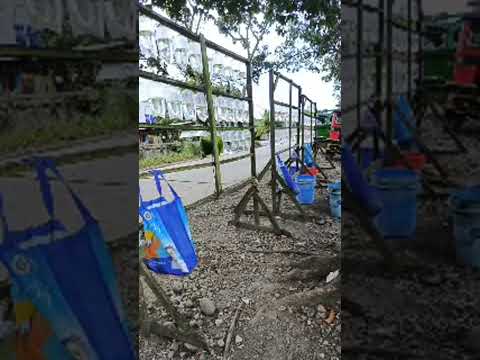 Highlight 23:51 - 28:51 from Ka Memo fam is live! Fish Watch