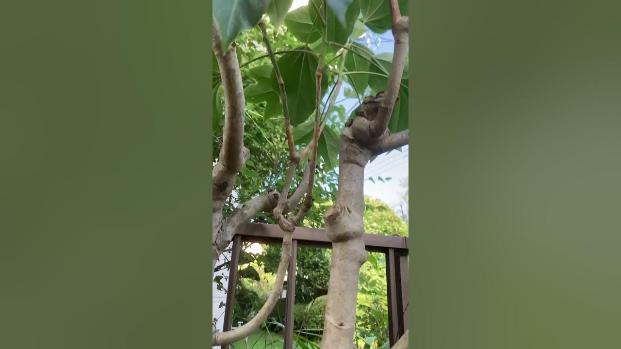 カクレミノ 不要枝をあえて残した剪定(字幕対応)