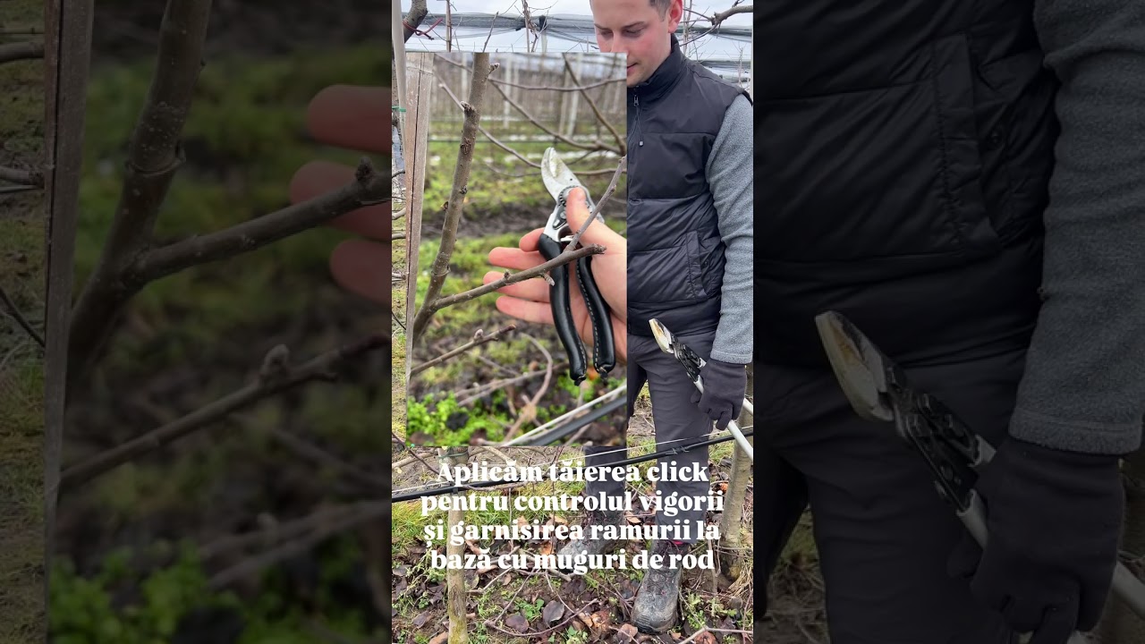 Tăieri de fructificare - soiul Topaz 🍎 - Portaltoi M9 - Sistem superintensiv - ax vertical 