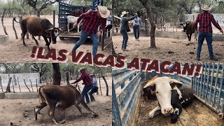 Las Vacas del Rancho Escondido, en San Rafael de Ures, Sonora🌵,ME PEGO BUENA CORRETEADA UNA VACA 🐮🇲🇽