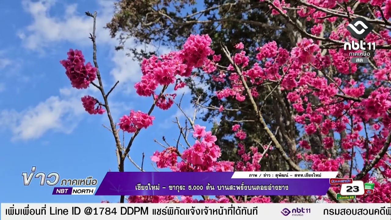 ข่าวภาคเหนือ    16 มกราคม 2569   เชียงใหม่ - ซากุระ 5,000 ต้น บานสะพรั่งบนดอยอ่างขาง