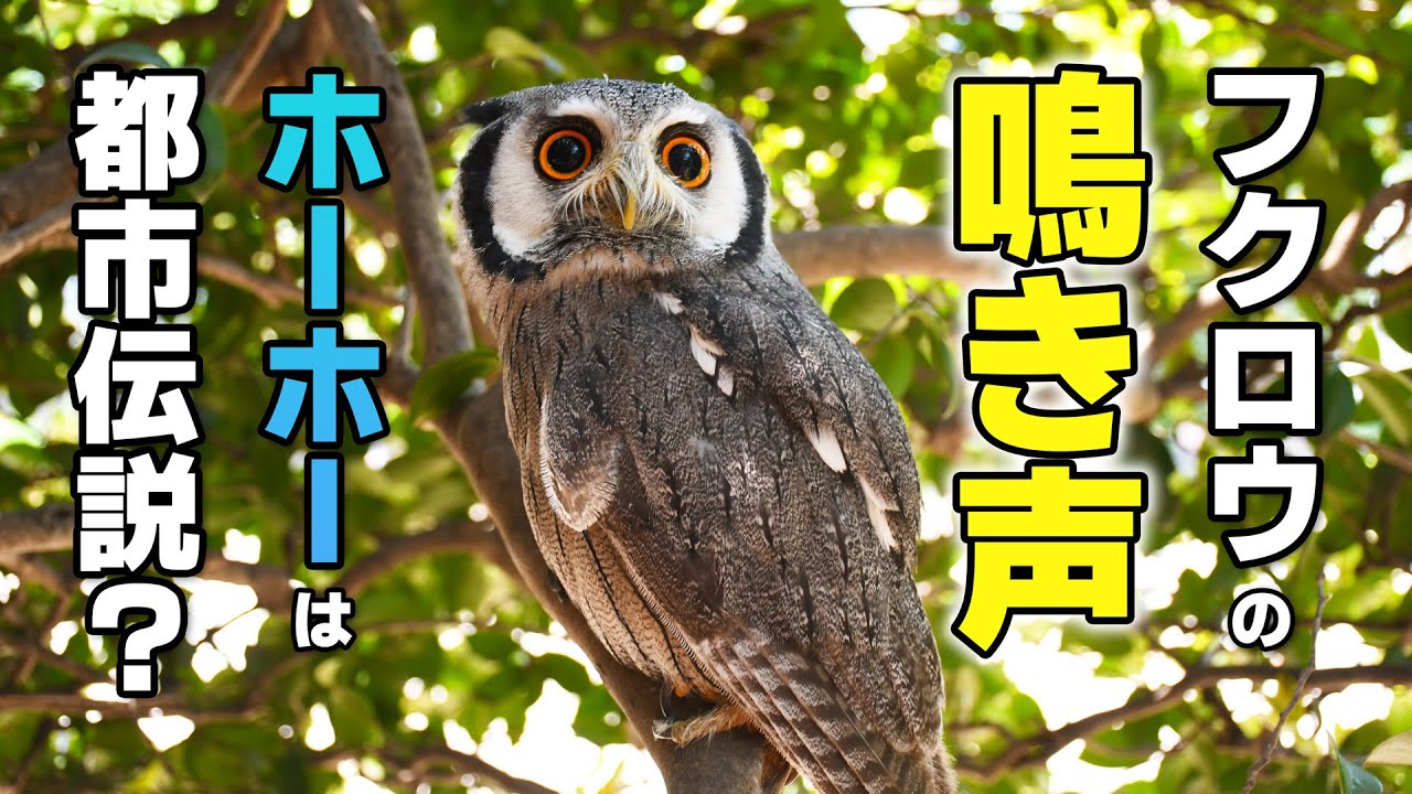 フクロウの鳴き声まとめ アフリカオオコノハズクの渋いイケボイス９種 Youtube