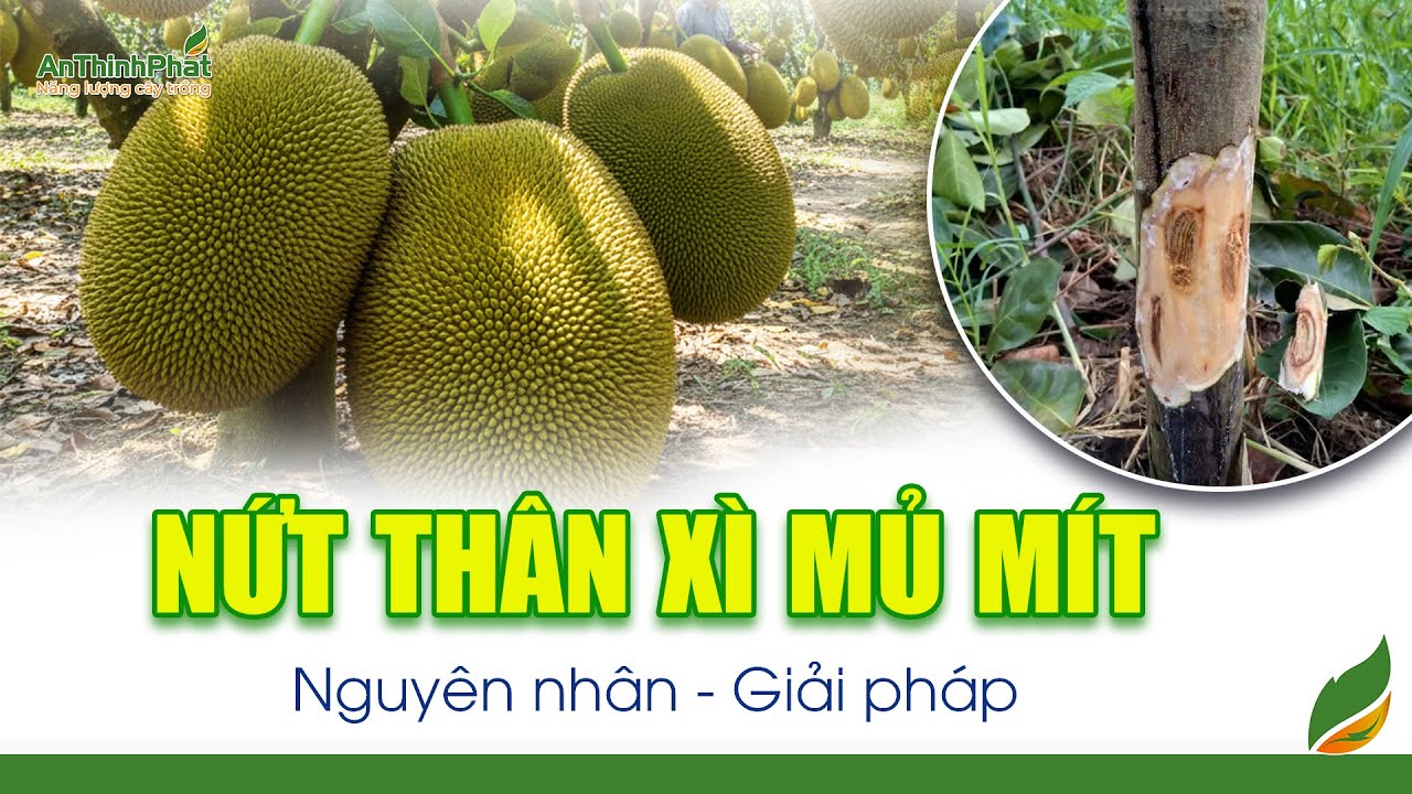 Nứt Thân Xì Mủ Mít - Nguyên Nhân - Giải Pháp | An Thịnh Phát