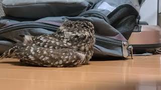 ぺたんこするフクロウ（2021年）