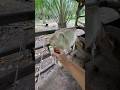 Injeksi vitamin pemacu pertumbuhan sapi perawan‼️#shorts #animals #cow