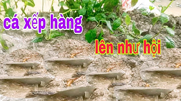 DẦM MƯA BẮT CÁ KHÔNG NGỜ CÁ LÊN NHƯ HỘI | Phúc TV 84/catch fish