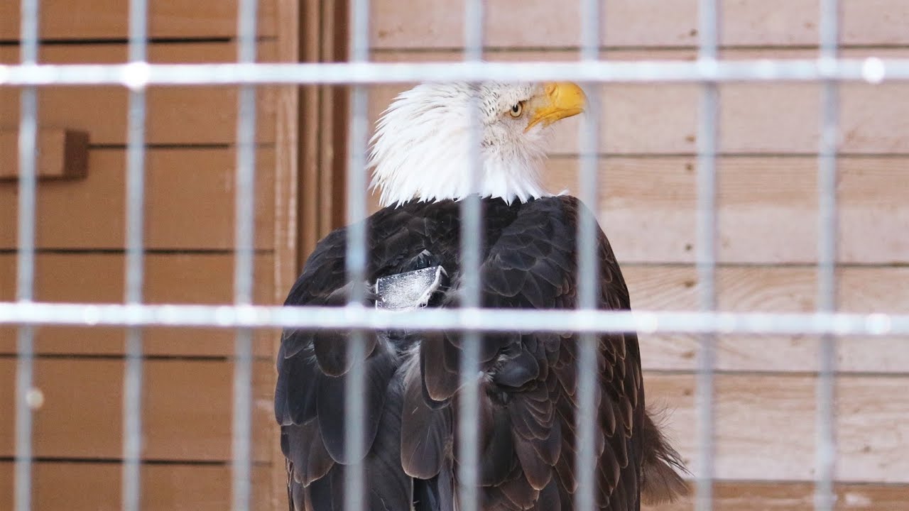 4k 鳴き声は高めでけっこう可愛い ハクトウワシ 猛禽の森 王国ファーム 年3月19日 那須どうぶつ王国にて C0226 Youtube