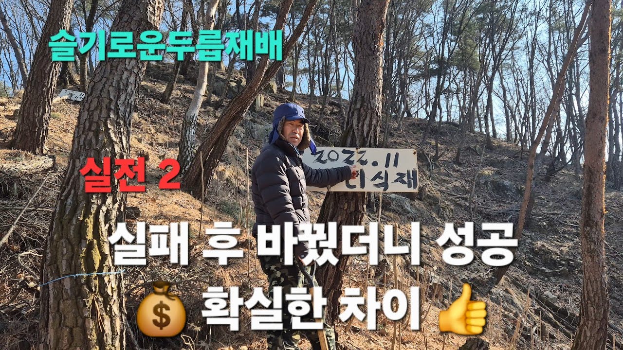 💰 돈 안 들이고 ⛰️임야에  두릅재배 성공기