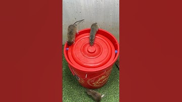 Good rat trap at home from plastic bucket/bucket best trap #mousetrap #mouse #rat #rattrap