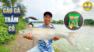 Câu Cá Trắm Cỏ bằng Mồi Ngô Ủ Siêu Tốc ở Hồ Dịch Vụ
