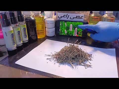 عشبة عصى الراعي معشب أدم