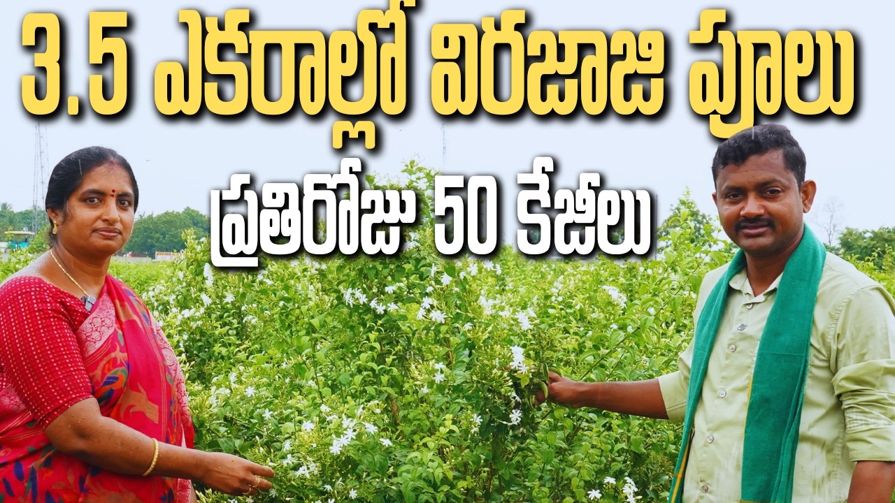 విరజాజి పూల సాగు | Kg ₹200.. Daily 50 Kg