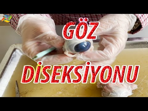 Göz Diseksiyonu ( Göz Kesme ve İnceleme ) 11.Sınıf Biyoloji