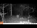 Buck Trail Camera Videos from Maine 2016 to 2020 | Compilation of Buck Videos