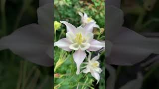 Mrs. Scott Elliott (Yellow/Violet) Mix Columbines - Illinois Zone 5 Garden #Shorts