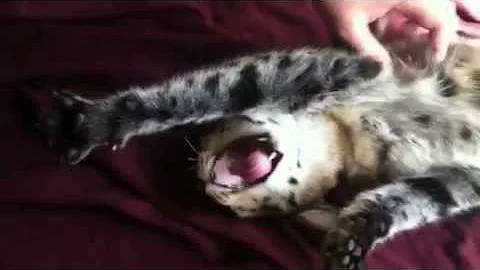 Watch the video about F1 Savannah talking