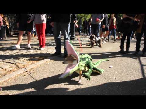 alligator-dog-at-the-annual-halloween-dog-parade-2014