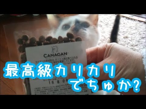 猫カナガン 猫高級ペットフード サンプルお取り寄せ Canagan Youtube