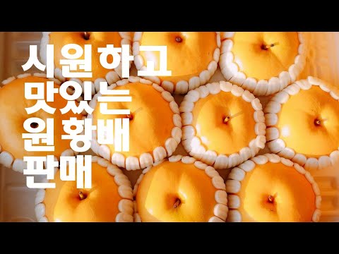 달콤하고 시원한 배판매 추석선물 명절선물 원황배 판매