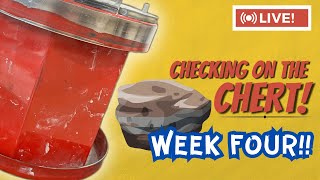 Checking on the Chert: Week Four!