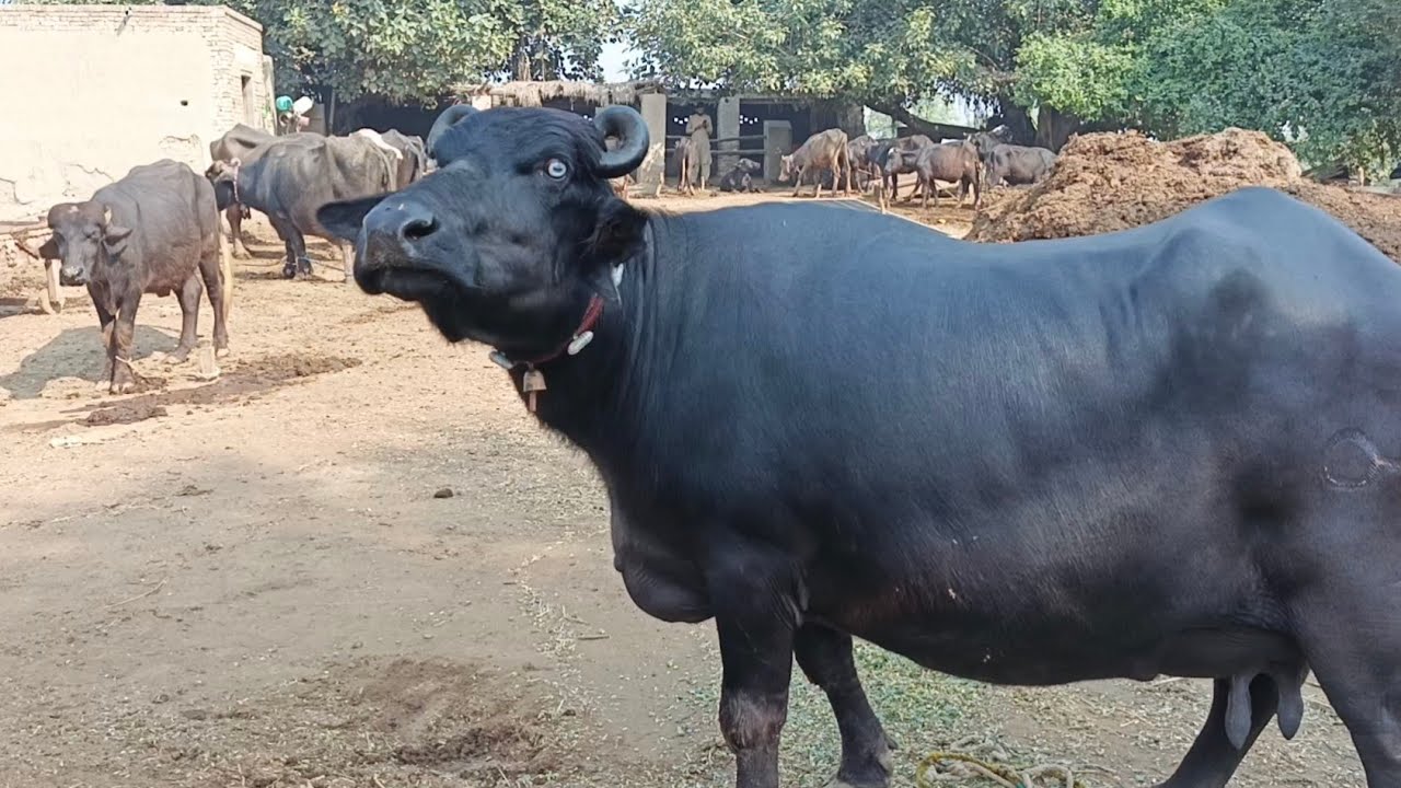 Beautiful buffalo Neeli Ravi for sale on YouTube in Pakistan October 23 ...