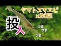 ヤマトヌマエビ×20匹導入