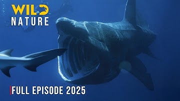 SKAGERRAK | Survival In Atlantic’s Hidden Underwater #wildanimals | Wild Nature