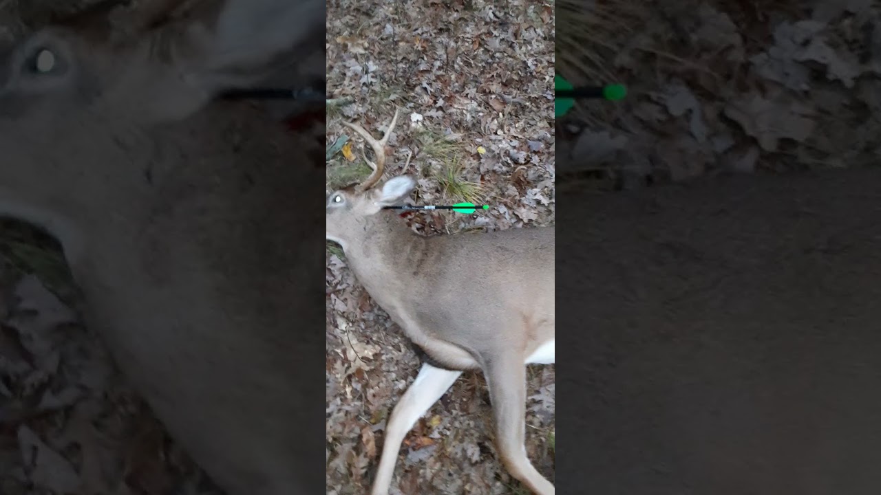 State game bow hunting Humane shot YouTube