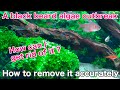 How to kill black algae 「aquarium algae problem⑤」ada,tropical fish,fresh water techniques