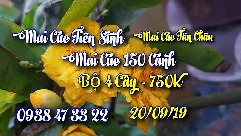 Mai Cúc Tiên Sinh - Cúc Tân Châu - Cúc 150 Cánh 😊 750K/ Bộ 4 Cây 😊 0938 47 33 22