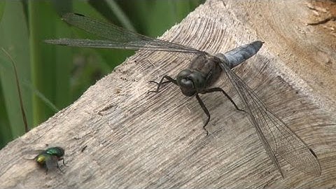 Vroege Vogels - Tuin vol libellen