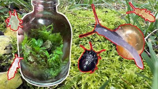 How to make a small closed TERRARIUM in your GARDEN  |  + What lives inside? by glassyGREEN 746 views 1 year ago 7 minutes, 50 seconds